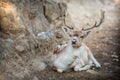 Deer (Cervinae) close-up Royalty Free Stock Photo