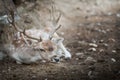 Deer (Cervinae) close-up Royalty Free Stock Photo