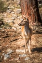 Deer (Cervinae) close-up Royalty Free Stock Photo