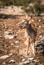 Deer (Cervinae) close-up Royalty Free Stock Photo