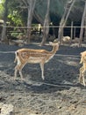 Deer and a young calf in zoo enclosure