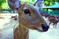 Deer Young Close Up Snout Ears Eye Animal Background