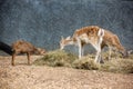 Deer in the zoo Royalty Free Stock Photo