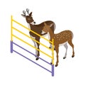 Deer Zoo Illustration Royalty Free Stock Photo