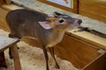 Deer in zoo Royalty Free Stock Photo