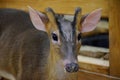 Deer in zoo Royalty Free Stock Photo