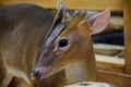 Deer in zoo Royalty Free Stock Photo