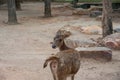 A deer in zoo and looking back side Royalty Free Stock Photo