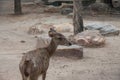 A deer in zoo and looking back side Royalty Free Stock Photo