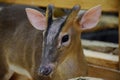 Deer in zoo Royalty Free Stock Photo
