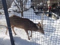 Deer in the Zoo