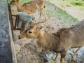 Deer in the zoo Waiting for food. Poor eyes