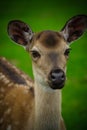 The wild deer in the zoo, white spotted deer head