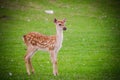 The wild deer in the zoo, white spotted deer head