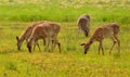 DeerGrazing on Big Meadow, Shenandoah Royalty Free Stock Photo