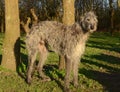 Deerhound in a park