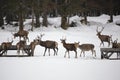 Deers Royalty Free Stock Photo