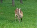 Deers in African Lion Safari