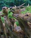 Deers behind wired cage Royalty Free Stock Photo