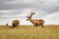 Deers with big horns resting