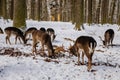 Deers butt and fight in the garden of medieval Castle Blatna in winter sunny day  Herd of red deer in its natural enclosure in the Royalty Free Stock Photo