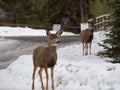 Deers in Canada in winter Royalty Free Stock Photo