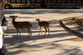 Deers at Chiang Mai night safari, Thailand Royalty Free Stock Photo