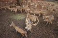 Deers colony