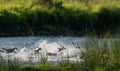 Deers crossing river at Chitwan Nepal Royalty Free Stock Photo