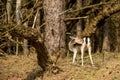 Deers in the dutch landscape at waterleiding dunes