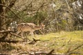 Deers in the dutch landscape at waterleiding dunes Royalty Free Stock Photo