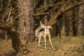 Deers in the dutch landscape at waterleiding dunes Royalty Free Stock Photo