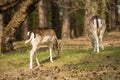 Deers in the dutch landscape at waterleiding dunes Royalty Free Stock Photo