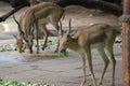 Deers eating food in Indroda national park, Gandhinagar, Gujarat, India