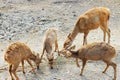 Deers eating grass in the forest