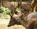 Deers feeding Royalty Free Stock Photo