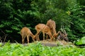 Deers feeding at the zoo Royalty Free Stock Photo