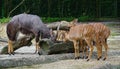 Deers feeding at the zoo Royalty Free Stock Photo