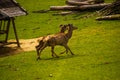 Deers in a field Royalty Free Stock Photo