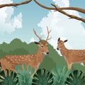 Deers foliage nature tropical fauna and flora landscape