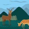 Deers at forest cartoos