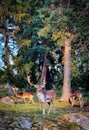 Deers in the forest in Sweden Royalty Free Stock Photo