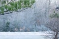 Deers in frosty forest.