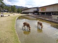 Deers in the garden pond Royalty Free Stock Photo