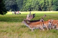 Deers by a golf course Royalty Free Stock Photo