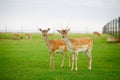 Deers grazing on meadow. Deer herd meadow grazing. Deer herd on deer farm. New born roe deer, wild spring nature.