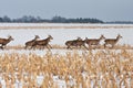 Deers Royalty Free Stock Photo