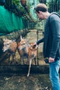 Deers without horns in a cage.