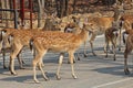 Deers live at a zoo in Thailand.