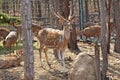 Deers live at a zoo in Thailand.